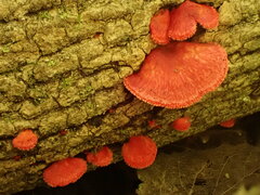 Crepidotus cinnabarinus