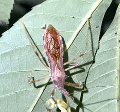 Rocconota annulicornis