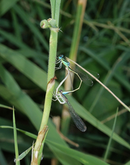 Ischnura pumilio