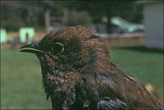 Cacomantis flabelliformis