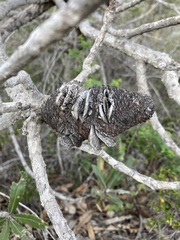 Banksia menziesii