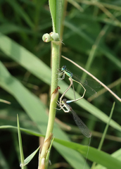 Ischnura pumilio