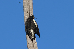 Sphyrapicus thyroideus