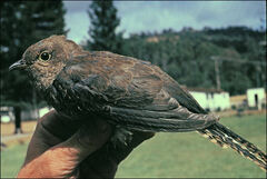 Cacomantis flabelliformis