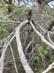 Banksia menziesii