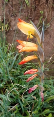 Gladiolus