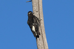 Sphyrapicus thyroideus