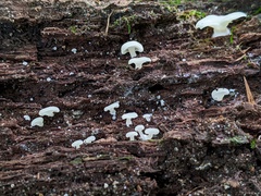 Crepidotus nyssicola