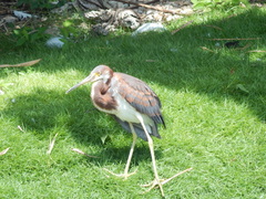 Egretta tricolor