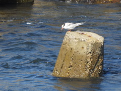 Sterna hirundo