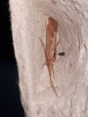 Limnephilus