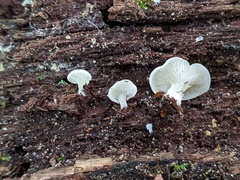 Crepidotus nyssicola
