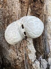 Calvatia booniana