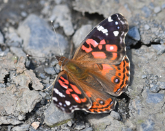 Vanessa braziliensis