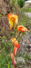 Gladiolus