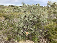 Banksia menziesii