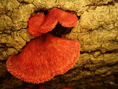 Crepidotus cinnabarinus
