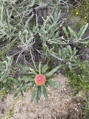 Banksia menziesii
