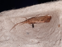 Limnephilus