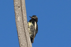 Sphyrapicus thyroideus