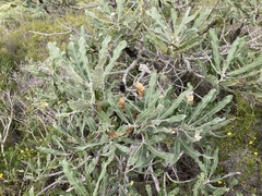 Banksia menziesii