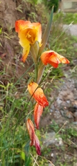 Gladiolus