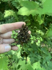Actaea elata