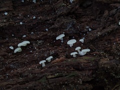 Crepidotus nyssicola