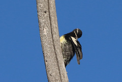 Sphyrapicus thyroideus