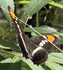Adelpha eulalia