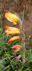 Gladiolus
