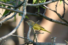 Geothlypis tolmiei