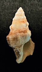 Hemipolygona mcgintyi