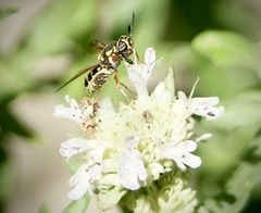 Hoplitimyia constans