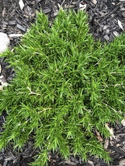 Phlox subulata