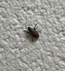 Naupactus peregrinus