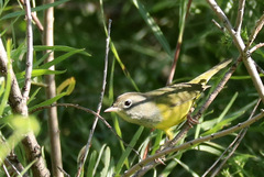 Geothlypis tolmiei