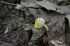 Retiboletus ornatipes