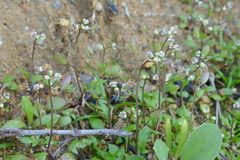Draba verna