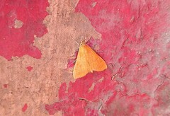 Lophocampa