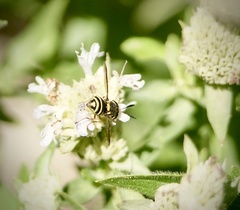 Hoplitimyia constans