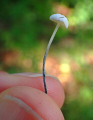 Tetrapyrgos nigripes