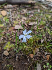 Drosera aberrans