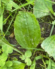 Plantago major