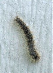 Hyphantria cunea