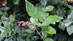 Gaultheria shallon