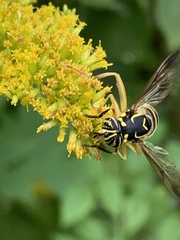 Spilomyia longicornis