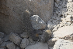 Trichocereeae