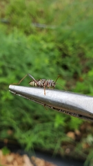 Neoclytus scutellaris