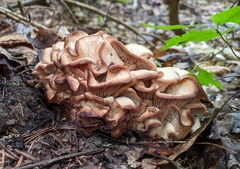 Lentinellus cochleatus